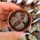 LITHOPS AUCAMPIAE FIRE BRAND, image 