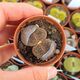 LITHOPS AUCAMPIAE STORM'S SNOWCAP C392, image 