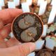 LITHOPS BROMFIELDII INSULARIS C43, image 