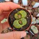 LITHOPS BROMFIELDII V. INSULARIS SULPHUREA C362, image 