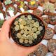 LITHOPS DOROTHEAE C300, image 