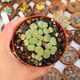 LITHOPS FULVICEPS AUREA C363, image 