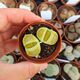 LITHOPS HALLII V. OCHRACEA GREEN SOAPSTONE C111A, image 