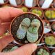 LITHOPS HELMUTII C271, image 