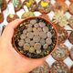 LITHOPS HOOKERI V. MARGINATA, image 