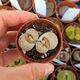 LITHOPS KARASMONTANA SIGNALBERG FORM C065, image 