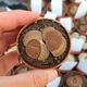 LITHOPS LESLIEI ALBIFLORA C5, image 