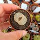 LITHOPS PSEUDOTRUNCATELLA SUBS. DENDRITICA C245, image 