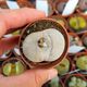 LITHOPS PSEUDOTRUNCATELLA GROENDRAYENSIS C244, image 