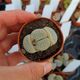LITHOPS PSEUDOTRUNCATELLA SUBS. ARCHEARAE C306, image 