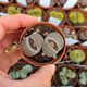 LITHOPS SALICOLA C321, image 