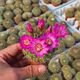 MAMMILLARIA MARIA LUISA, image 