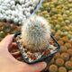 MAMMILLARIA BOCASANA CV. SPLENDENS, image 