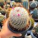 MAMMILLARIA BOMBYCINA, image 