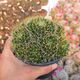 MAMMILLARIA DECIPIENS SUBS. CAMPTOTRICHA, image 