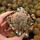 MAMMILLARIA COMPRESSA CV. YOKAN, image 