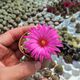 MAMMILLARIA GUELZOWIANA, image 
