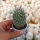 MAMMILLARIA MICROCARPA, image 