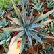 MANGAVE PINEAPPLE EXPRESS, image 