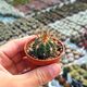 MELOCACTUS OREAS, image 