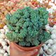 MYRTILLOCACTUS GEOMETRIZANS CRISTATA F. MINOR, image 