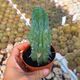 MYRTHILLOCACTUS GEOMETRIZANS CV. GRECAS, image 