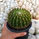 NOTOCACTUS HERTERI, image 