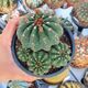 NOTOCACTUS OTTONIS, image 