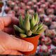 PACHYPHYTUM COMPACTUM, image 