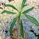 PACHYPODIUM RUTENBERGIANUM, image 