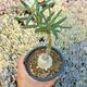 PACHYPODIUM SUCCULENTUM, image 