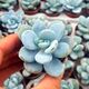 PACHYVERIA BLUE MIST, image 