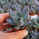 PACHYVERIA DRACO, image 