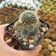 REBUTIA FLAVISTYLA, image 