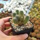 REBUTIA VULPINA, image 