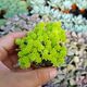 SEDUM JAPONICUM TOKYO SUN, image 