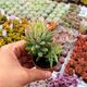 SEDUM MORGANIANUM, image 