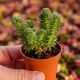 SEDUM MULTICEPS, image 