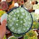 SEMPERVIVUM SIRIUS, image 