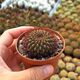 SULCOREBUTIA MENTOSA, image 