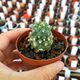 TURBINICARPUS LOPHOPHOROIDES (CITES APPENDIX I), image 