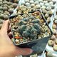 THELOCACTUS HEXAEDROPHORUS, image 