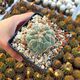 THELOCACTUS HEXAEDROPHORUS, image 