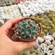 THELOCACTUS RINCONENSIS, image 