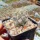 THELOCACTUS MULTICEPHALUS, image 