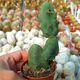 TRICHOCEREUS BRIDGESII MONSTROSUS, image 