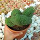 TRICHOCEREUS PACHANOI F. CRISTATA, image 