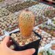 TURBINICARPUS BEGUINII SUBS. ALBIFLORUS (CITES APPENDIX I), image 