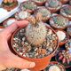 TURBINICARPUS BEGUINII SUBS. HINTONIORUM (CITES APPENDIX I), image 