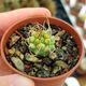 TURBINICARPUS SCHMIEDICKEANUS SUBS. BONATZII VARIEGATA (CITES APPENDIX I), image 